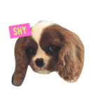 JESSIE THE CAVALIER ＆SUSHI THE CHIHUAHUA（個別スタンプ：4）