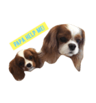 JESSIE THE CAVALIER ＆SUSHI THE CHIHUAHUA（個別スタンプ：5）