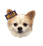 JESSIE THE CAVALIER ＆SUSHI THE CHIHUAHUA（個別スタンプ：7）