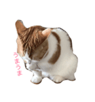 キナコという名の猫（個別スタンプ：1）