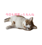 キナコという名の猫（個別スタンプ：2）