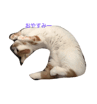 キナコという名の猫（個別スタンプ：3）