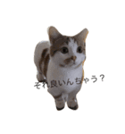 キナコという名の猫（個別スタンプ：4）