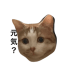 キナコという名の猫（個別スタンプ：5）