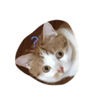 キナコという名の猫（個別スタンプ：6）