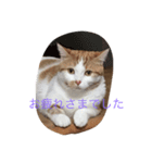 キナコという名の猫（個別スタンプ：7）