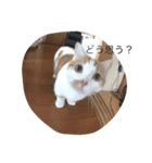 キナコという名の猫（個別スタンプ：8）