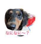 ダックスフンドのさくら（個別スタンプ：1）