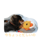ダックスフンドのさくら（個別スタンプ：4）