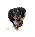 ダックスフンドのさくら（個別スタンプ：5）
