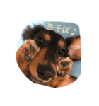 ダックスフンドのさくら（個別スタンプ：6）