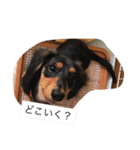 ダックスフンドのさくら（個別スタンプ：8）