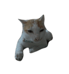 i love cat cat（個別スタンプ：1）