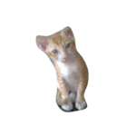 i love cat cat（個別スタンプ：2）