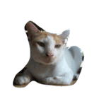 i love cat cat（個別スタンプ：3）