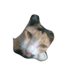 i love cat cat（個別スタンプ：5）