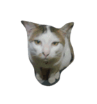 i love cat cat（個別スタンプ：6）