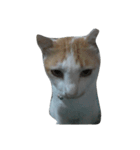 i love cat cat（個別スタンプ：7）