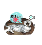 みおらいふ（個別スタンプ：1）