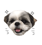 シーズー犬のモカくん（個別スタンプ：1）
