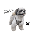 シーズー犬のモカくん（個別スタンプ：2）