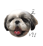 シーズー犬のモカくん（個別スタンプ：4）