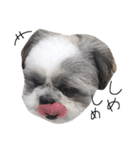 シーズー犬のモカくん（個別スタンプ：5）