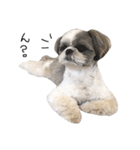 シーズー犬のモカくん（個別スタンプ：6）