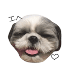 シーズー犬のモカくん（個別スタンプ：7）