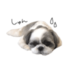 シーズー犬のモカくん（個別スタンプ：8）
