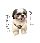 シーズー犬のモカくん（個別スタンプ：9）