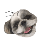 シーズー犬のモカくん（個別スタンプ：10）