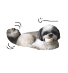 シーズー犬のモカくん（個別スタンプ：11）