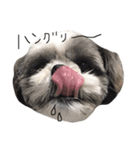 シーズー犬のモカくん（個別スタンプ：12）