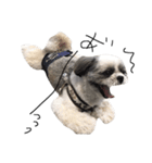 シーズー犬のモカくん（個別スタンプ：14）