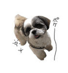 シーズー犬のモカくん（個別スタンプ：16）