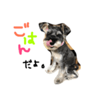双子シュナのちびとちゃちゃ（個別スタンプ：8）