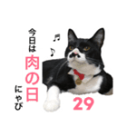 カルビにゃび‼️（個別スタンプ：1）