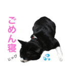 カルビにゃび‼️（個別スタンプ：4）