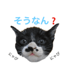 カルビにゃび‼️（個別スタンプ：5）