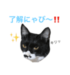 カルビにゃび‼️（個別スタンプ：6）