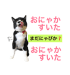 カルビにゃび‼️（個別スタンプ：11）