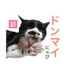 カルビにゃび‼️（個別スタンプ：12）