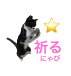 カルビにゃび‼️（個別スタンプ：13）