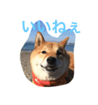 I'm JIRO（個別スタンプ：1）