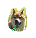 I'm JIRO（個別スタンプ：6）