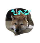 I'm JIRO（個別スタンプ：7）