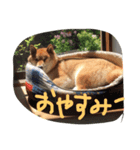 I'm JIRO（個別スタンプ：8）