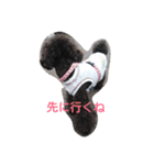トイプーあじちゃん（個別スタンプ：9）