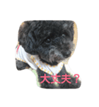 トイプーあじちゃん（個別スタンプ：12）